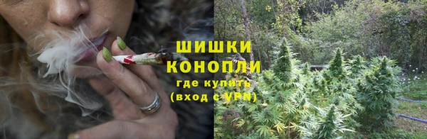 прущие грибы Вяземский